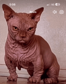 a hairless cat is on a phone screen that says reels on it