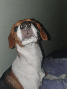 a brown and white dog is looking up at something