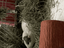 a black and white guinea pig is eating hay