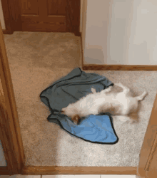 a dog laying on its back on a blue towel