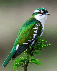 a green and white bird is perched on a branch