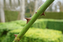 a close up of a green plant with thorns