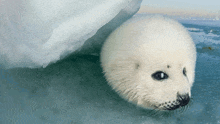 a seal is laying on a piece of ice in the ocean