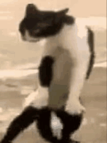 a black and white cat is standing on its hind legs wearing a shirt .