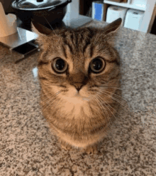 a cat is sitting on top of a granite counter and looking at the camera .