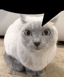 a close up of a white cat with a black speech bubble above its head