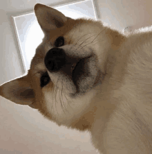 a close up of a dog looking up at the camera with its mouth open .