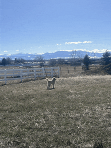 a dog standing in a field with a white fence in the background