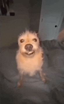 a dog is standing on its hind legs on a bed and smiling at the camera