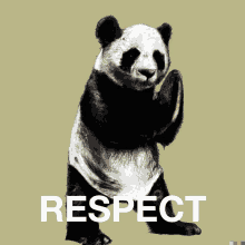 a poster of a panda bear with the word respect written below it