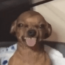 a brown dog is sticking its tongue out while sitting on a couch .