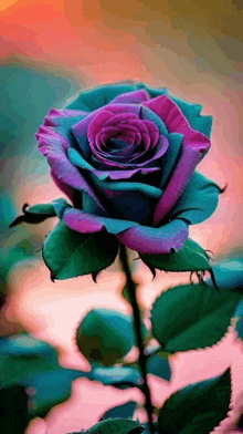 a purple and blue rose with green leaves on a pink and orange background