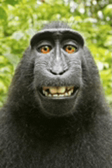 a black monkey with orange eyes is smiling and looking at the camera