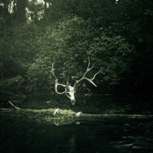 a skull of a deer is floating in a pond