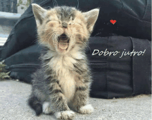 a kitten is yawning with the words dobro jutro written above it