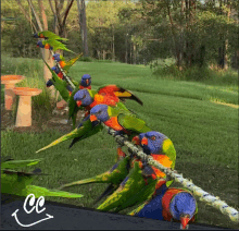 a bunch of colorful birds are perched on a rope with a cc written on the bottom