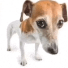 a small brown and white dog is standing on a white background looking at the camera .