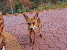 a fox is standing on a brick walkway looking at the camera