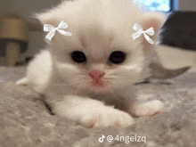 a white kitten with bows on its ears is laying on a blanket