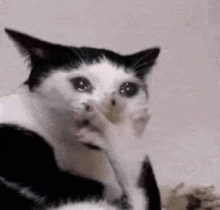 a black and white cat is licking its paw with its mouth .