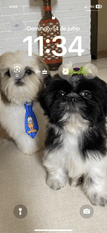 a phone screen shows two shih tzu dogs with the time of 11:34