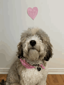 a dog wearing a pink bandana with the word rescue written on it