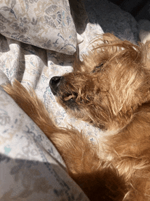 a dog laying on a bed with a pillow on top