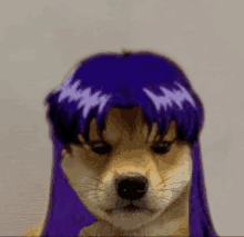 a close up of a dog with a purple wig on its head