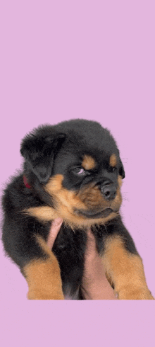 a small black and brown puppy is being held by a person on a pink background