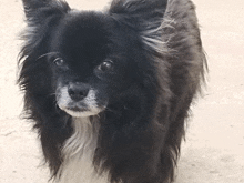 a black and white dog with a white spot on its nose looks at the camera