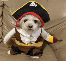 a small white dog is dressed in a pirate outfit