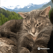 a cat is laying on a rock with mountains in the background and a photoroom logo in the corner