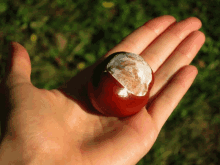 a person holding a chestnut in their hand with a green background