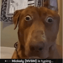 a close up of a dog 's face with the words " mickeyly [ nv8m ] is typing " below it