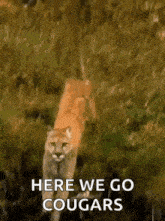 a mountain lion is walking through a grassy field and says `` here we go cougars '' .