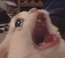 a close up of a white cat yawning with its mouth open .