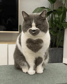 a gray and white cat with a heart on its chest is sitting on a couch .