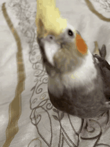 a small bird with a yellow beak is standing on a blanket