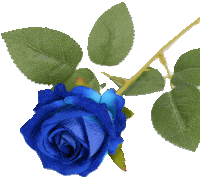 a blue rose with green leaves is against a white background