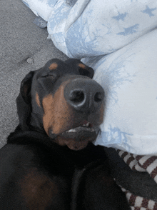 a dog sleeping on a pillow with a blue blanket on it