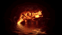 a fire wolf is standing in the water with a black background