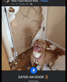 a picture of a dog sitting in front of a door that has been eaten by a dog