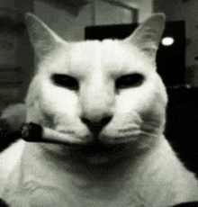 a white cat is holding a cigarette in its mouth in a black and white photo .