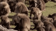 a herd of baboons are standing in a field .