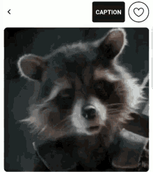 a raccoon is looking at the camera with a caption button .