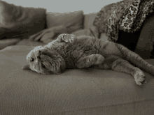 a gray cat is laying on its back on a couch