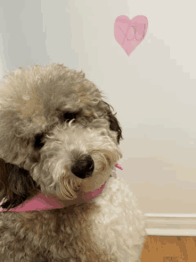 a small dog with a pink scarf around its neck looks at a pink heart that says you