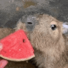 a stuffed animal is eating a piece of watermelon .