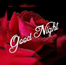 a red rose with water drops on it and the words `` good night ''