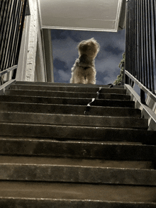 a dog standing on a set of stairs with a cloudy sky in the background